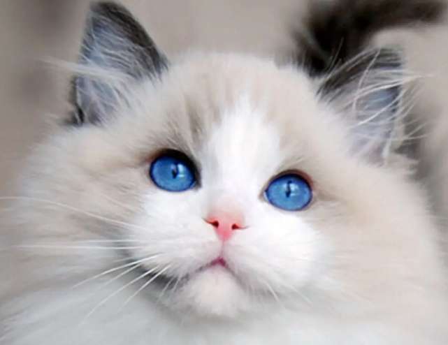 What should three-month-old Ragdoll cats eat? It turns out that this food is the most suitable