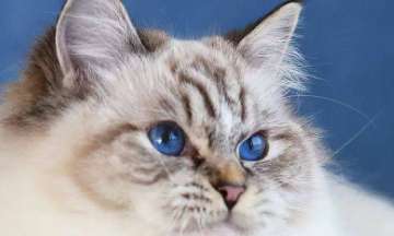 What should a three-month-old Ragdoll cat eat? It turns out that this food is the most suitable