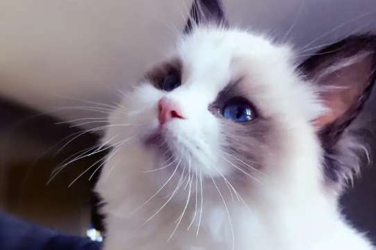 How old is a Ragdoll cat before it can be bred? There are so many things to note when breeding Ragdoll cats