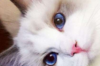 What do Ragdoll cats eat to get their gills? It turns out that Ragdoll cat hair is so simple