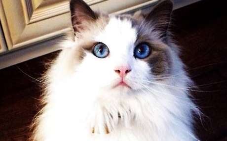 Ragdoll cat eyes change color? There are so many reasons why the Ragdoll cat’s eye color changes