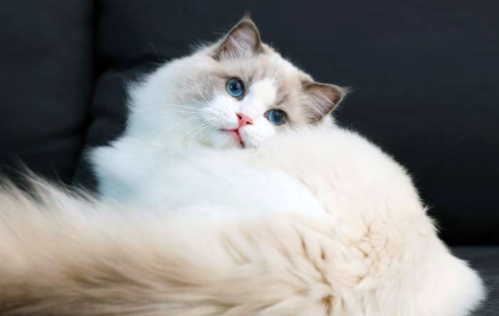 Why do Ragdoll cats' eyes change color? It turns out there are so many reasons why Ragdoll cats' eyes change color