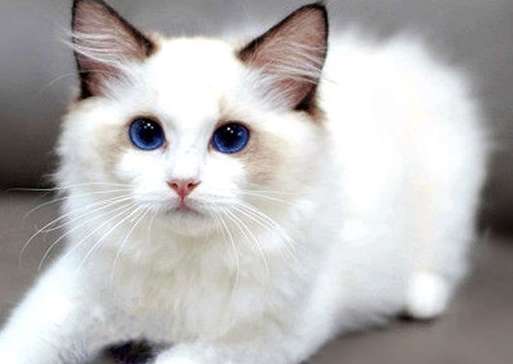 Siamese cats and Ragdoll cats are bred. The consequences of breeding cats randomly will be serious!
