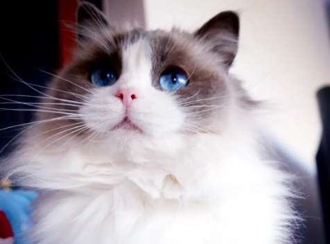 Siamese cats and Ragdoll cats are bred. The consequences of breeding cats randomly are very serious!