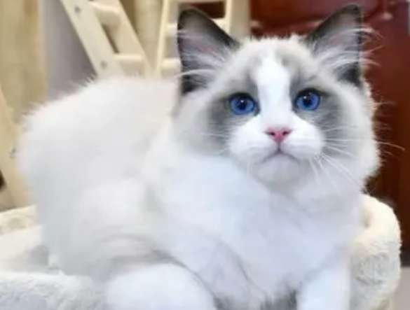 Is it okay to breed ragdoll cats with blue cats? There are so many disadvantages in breeding ragdoll cats with blue cats