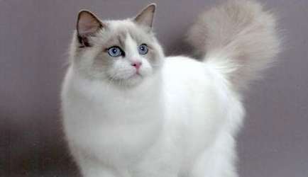 How many litters does a Ragdoll cat have in a year? I didn’t expect Ragdoll cats to be so fertile