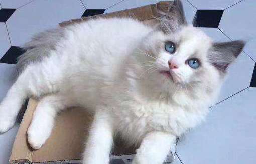 Is it okay to breed ragdoll cats with blue cats? There are so many shortcomings in breeding ragdoll cats with blue cats