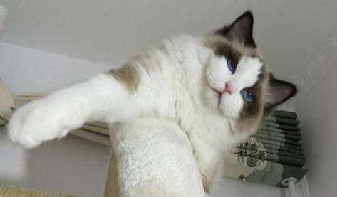 Can Ragdoll cats bite? What should I do? This is the best way to bite a Ragdoll cat