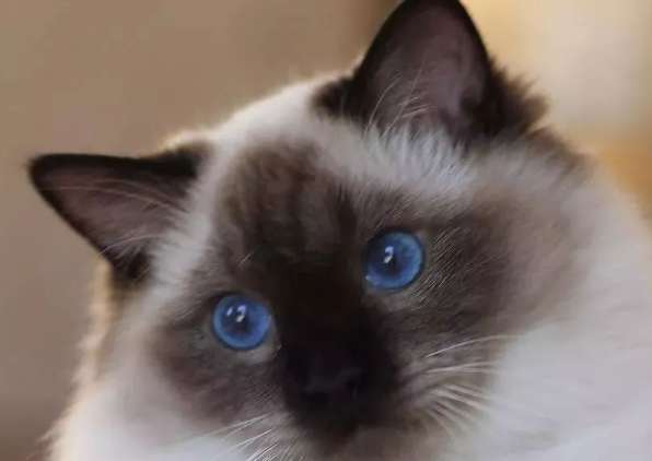 What does the heavy-color Ragdoll cat mean? It turns out that the key-color Ragdoll cat has grown into a Siamese