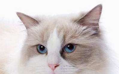 How much does a Ragdoll cat weigh at six months? Ragdoll cats of this weight are standard