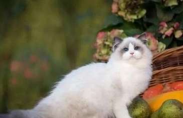 What do Ragdoll cats eat when they are shedding? This is the best way to deal with Ragdoll cat hair loss