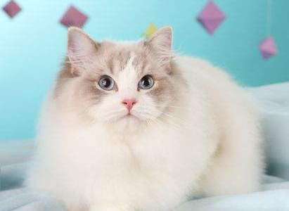 How much does it cost to raise a Ragdoll cat for a month? What are the expenses for a Ragdoll cat?