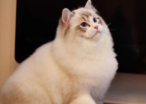 Do you know the room temperature for breeding Ragdoll cats? Do you know the optimal temperature for breeding Ragdoll cats?