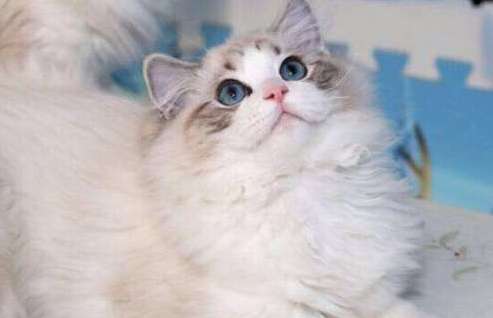 How old are Ragdoll cats? The ragdoll cat is so big after taking shape!