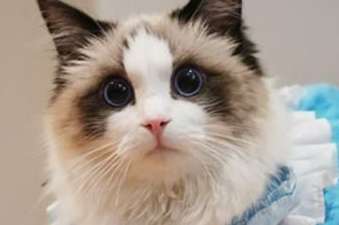 Why are Ragdoll cats so clingy? The reason why Ragdoll cats are clingy is this