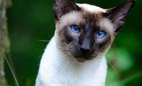 Why do Siamese cats turn black? This is the original reason why Siamese cats turn black