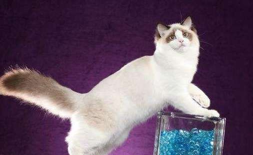 Are there blue ragdoll cats? This is what the blue ragdoll cat looks like!