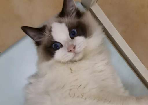 How old is a Ragdoll cat? Ragdoll cats mature so slowly!