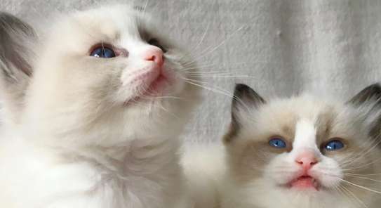 The difference between Chinchilla and Ragdoll cats, the difference between Chinchilla and Ragdoll cats is so big!