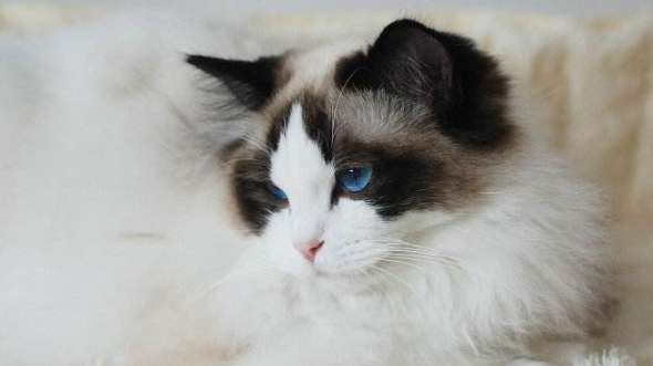 Do Ragdoll cats like to sleep? Why does the Ragdoll cat sleep for so long?