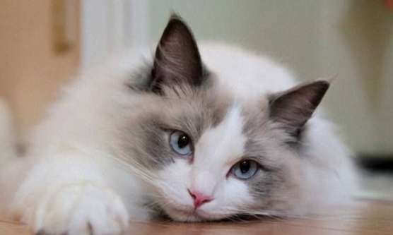 The Ragdoll cat hides under the sofa. This is the reason why the Ragdoll cat hides under the sofa.