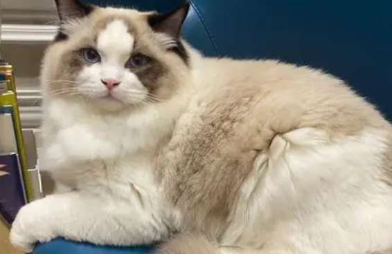 What to do if a Ragdoll cat has soft stool? This is the most effective way to treat a Ragdoll cat to have soft stool!