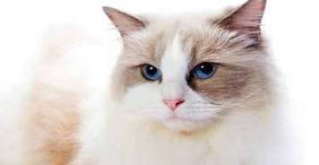 Are Ragdoll cats afraid of mice? This is the reason why Ragdoll cats are afraid of mice