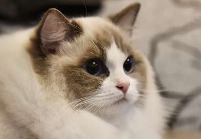 Do Ragdoll cats like to bark? What is the personality of Ragdoll cats?