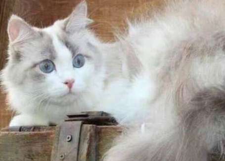 Can Ragdoll cats scratch people? This is the right thing to do if Ragdoll cats catch people!