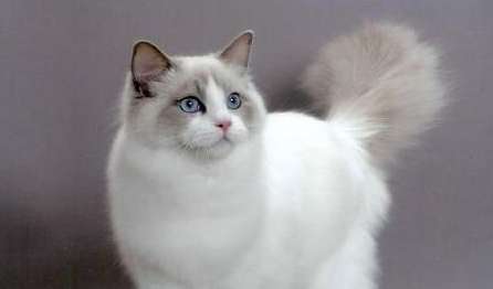 Can Ragdoll cats eat fish? Ragdoll cats need to pay attention to this when eating fish