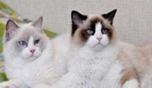 What should adult Ragdoll cats eat? Ragdoll cats eat these foods best!