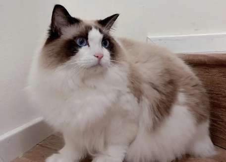 What is good for adult Ragdoll cats? These are the best foods for Ragdoll cats!