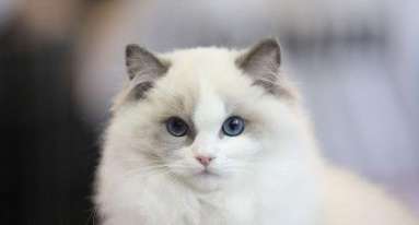 Is it okay for Ragdoll cats to eat only cat food? Ragdoll cats also pay attention to eating cat food