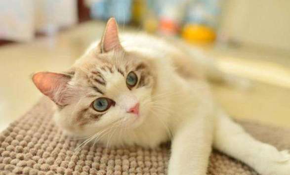 What is the reason why Ragdoll cats are thin? Ragdoll cats can lose weight in two ways!