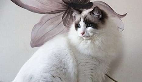 Are Ragdoll cats that are not satisfied with its carrying on its back less valuable? Are Ragdoll cats that are not satisfied with its carrying on its back more expensive than those that are not satisfied with its carrying?