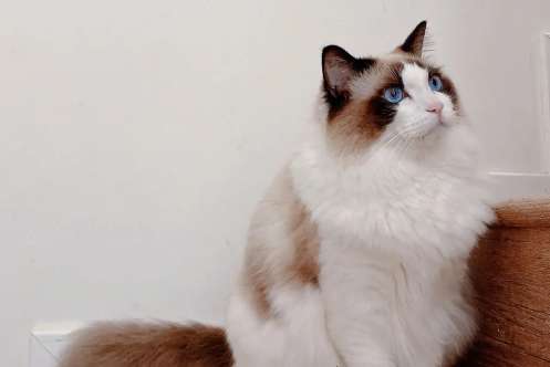 What is the reason why Ragdoll cats are thin? Two methods can solve the problem of Ragdoll cats being thin!