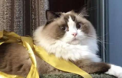 Do Ragdoll cats get angry? It turns out that Ragdoll cats have such good tempers!