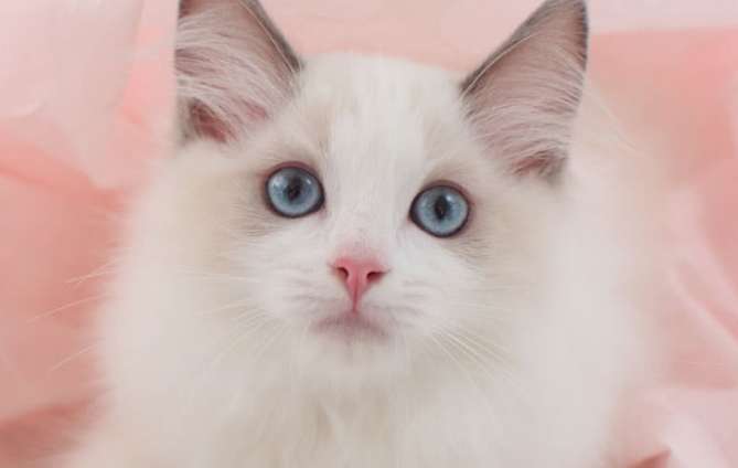 Can Ragdoll cats be angry? It turns out that Ragdoll cats have such good tempers!