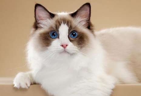 Can Ragdoll cats be angry? The reason why Ragdoll cats are angry is actually this!