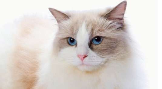 What should I do if Ragdoll cats suddenly poop randomly? This is why Ragdoll cats poop randomly