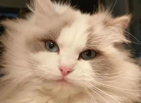 How many months does it take for a Ragdoll cat to change its teeth? When a Ragdoll cat changes its teeth, you should pay attention to these things!