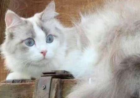 How many months does a Ragdoll cat need to change its teeth? Ragdoll cats need to pay attention to these things when changing their teeth!