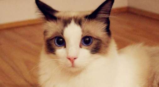 What kind of meat can Ragdoll cats eat? Ragdoll cats have such particularity about eating meat!