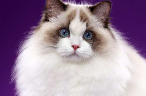 What kind of meat can Ragdoll cats eat? Ragdoll cats have such particularity about eating meat!