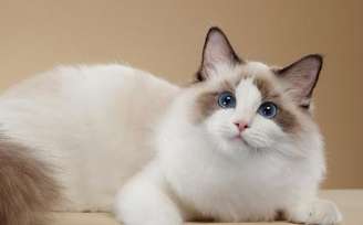 What do Ragdoll cats eat to get fur? It turns out that these five foods can quickly beautify their fur