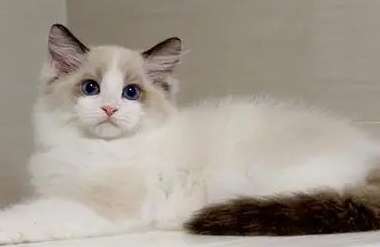 Is dissatisfaction among Ragdoll cats hereditary? What does the full-backed Ragdoll mean? width=