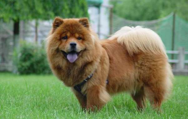 The estrus time, estrus symptoms and dog estrus cycle of Chow Chow 