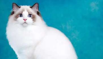 Is a Ragdoll cat disqualified if it is dissatisfied with being carried? What are the disqualification criteria for a Ragdoll cat?