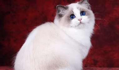 What kind of meat is good for Ragdoll cats to eat? It turns out this is the best meat for Ragdoll cats to eat