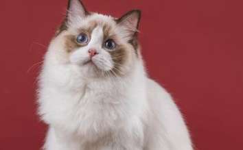 What does it mean when a Ragdoll cat has full ears? Is it okay for a Ragdoll cat to have full ears?